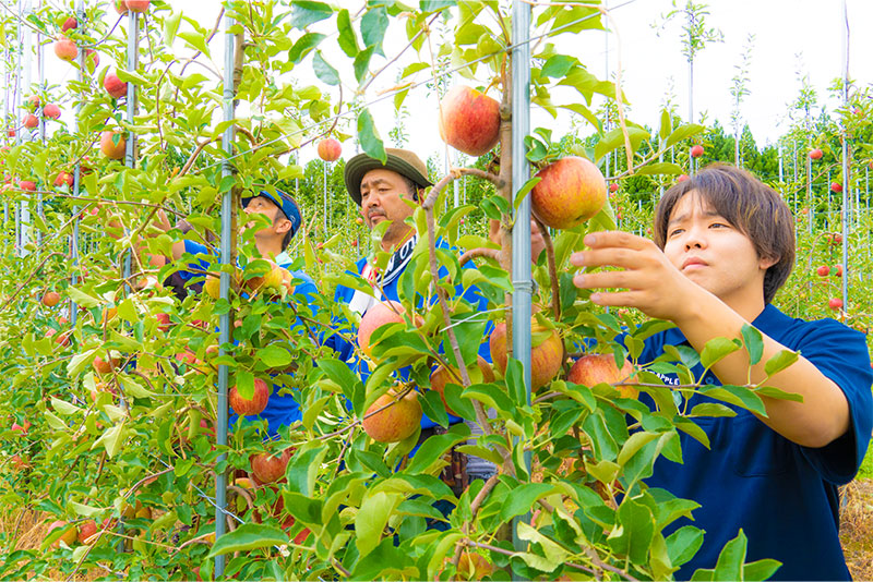 りんご栽培のプロ集団を目指す